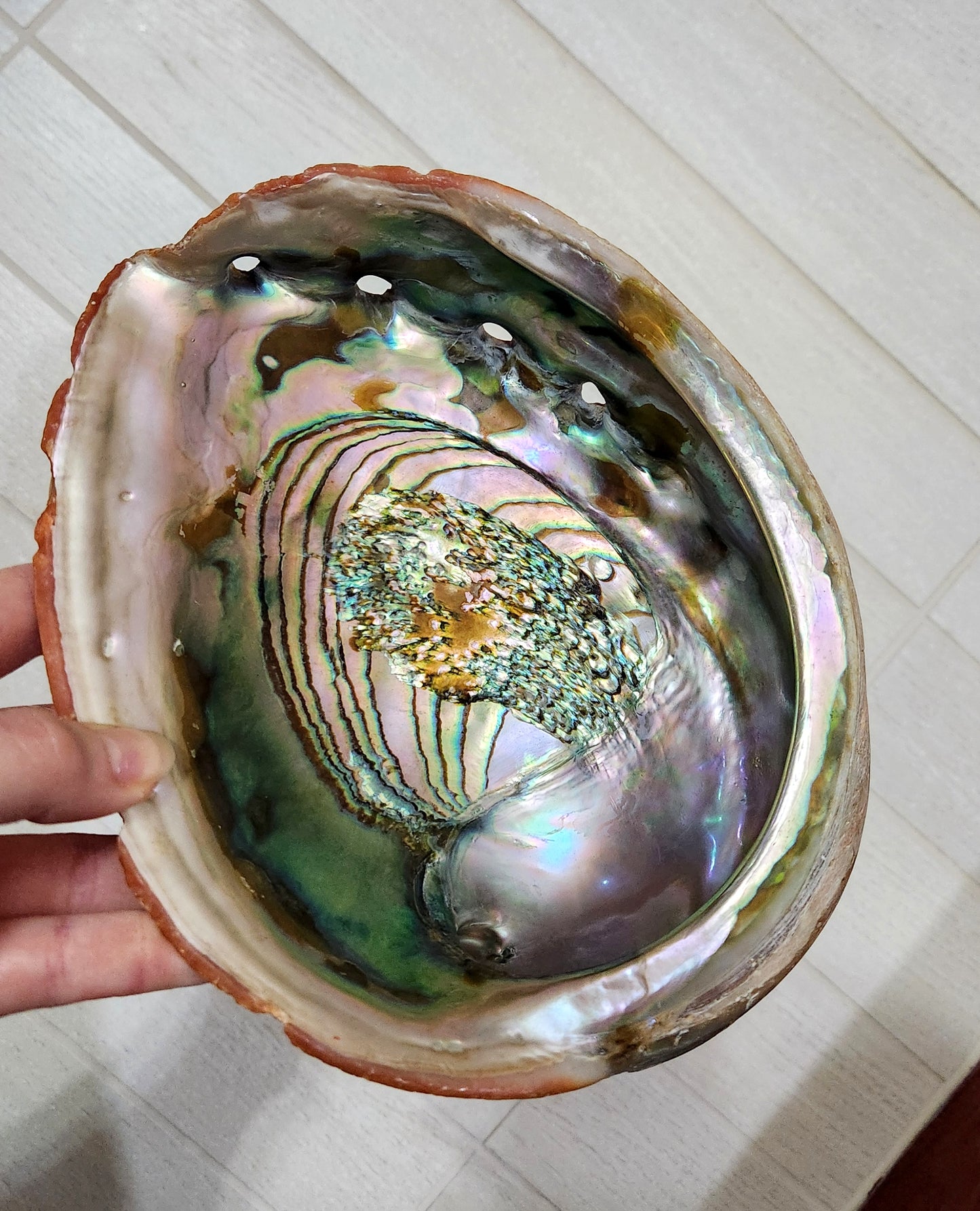 Large Polished Natural Red Abalone Shell bowl